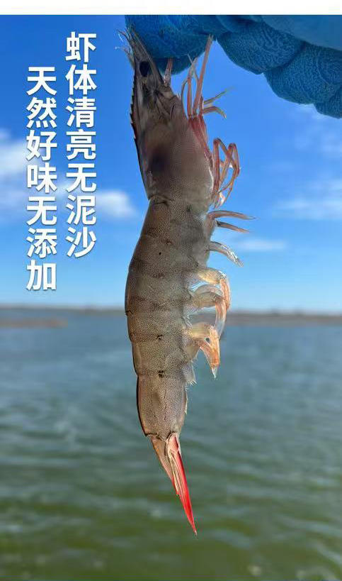 有机盐田虾，鲜甜、爽弹 商品图0
