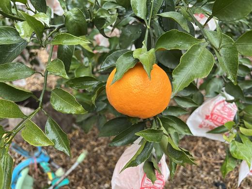 【严选】四川晚冬趣果 果园采摘直发耙耙柑4.5斤/8斤装  （厂家直发） 商品图1