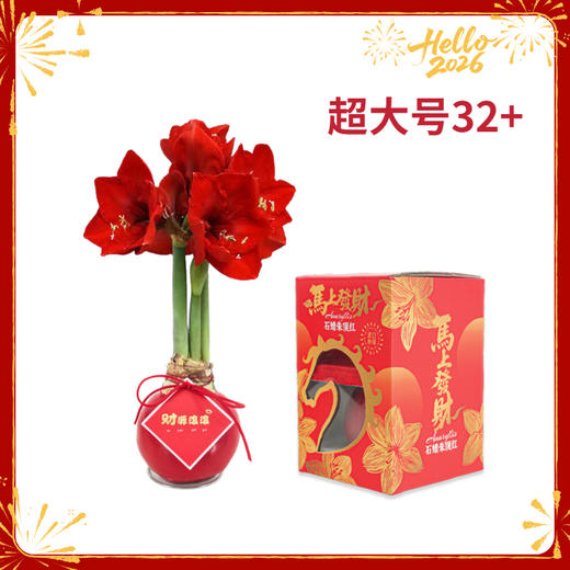 【新年款】红花-财源滚滚 超大号32+ 石蜡朱顶红（不用浇水） 商品图0