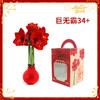 【新年款】红花-红蜡 巨无霸34+ 石蜡朱顶红（不用浇水 商品缩略图0