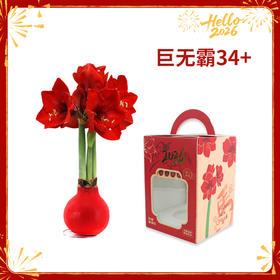 【新年款】红花-红蜡 巨无霸34+ 石蜡朱顶红（不用浇水