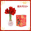 【新年款】红花-公主请发财 超大号32+ 石蜡朱顶红（不用浇水） 商品缩略图0