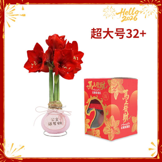 【新年款】红花-公主请发财 超大号32+ 石蜡朱顶红（不用浇水） 商品图0