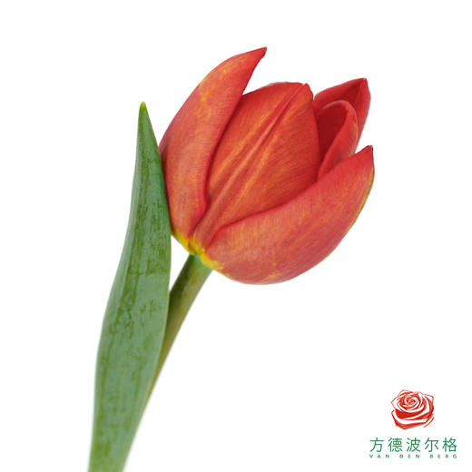 【单瓣郁金香】 红妆 10枝一扎 商品图0