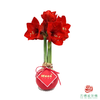 【新年款】红花-财源滚滚 超大号32+ 石蜡朱顶红（不用浇水） 商品缩略图1