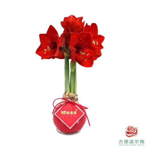 【新年款】红花-财源滚滚 超大号32+ 石蜡朱顶红（不用浇水） 商品图1