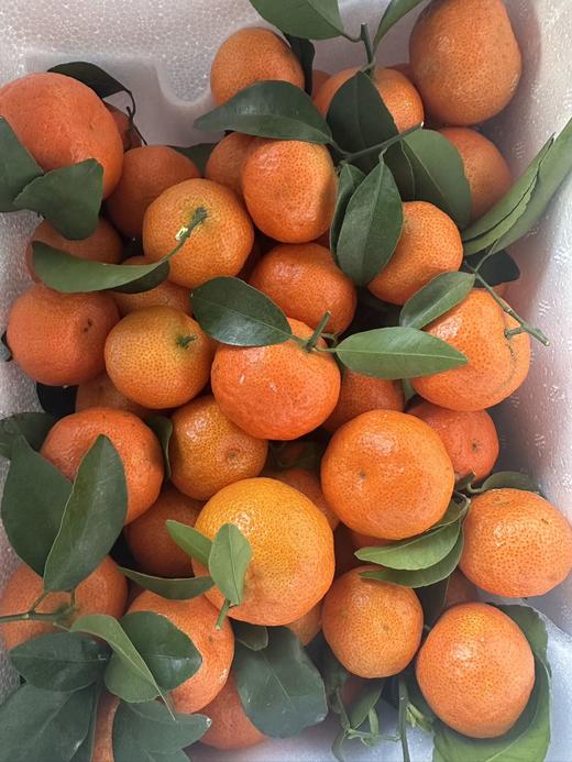 有机荔浦砂糖桔5斤 商品图4