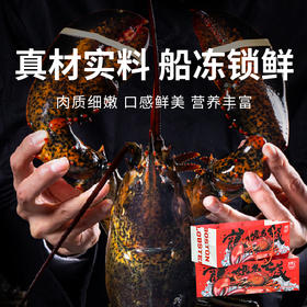 【渔礼记波士顿龙虾】深海洁净船捕速冻 锁住鲜美 餐桌畅享龙虾大餐（下单后3-4天发货）