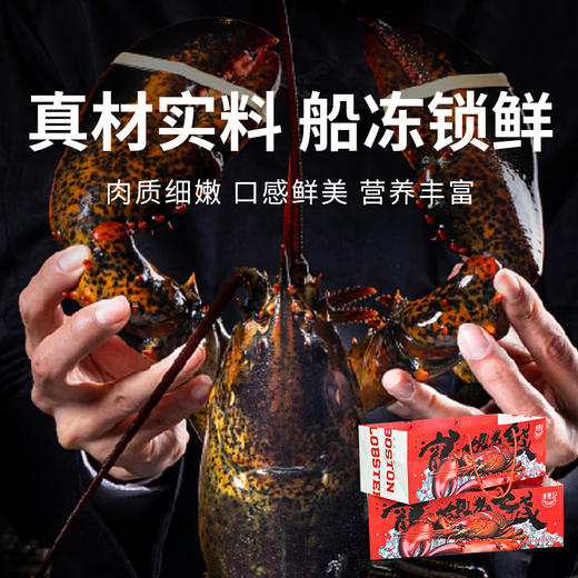 【渔礼记波士顿龙虾】深海洁净船捕速冻 锁住鲜美 餐桌畅享龙虾大餐（下单后3-4天发货） 商品图0