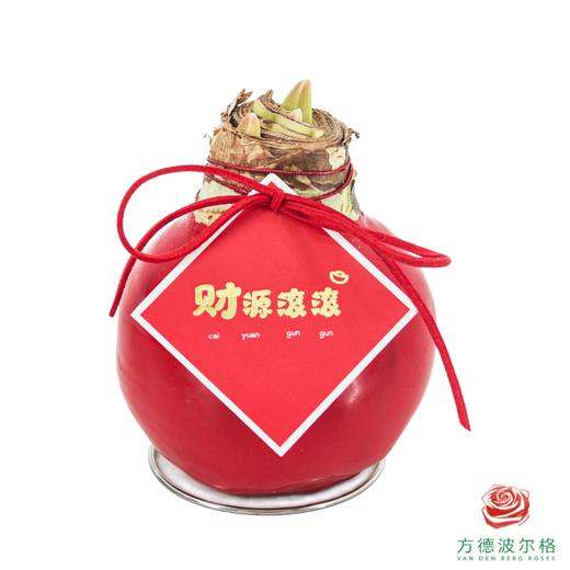 【新年款】粉白花-财源滚滚 石蜡朱顶红（不用浇水） 商品图2