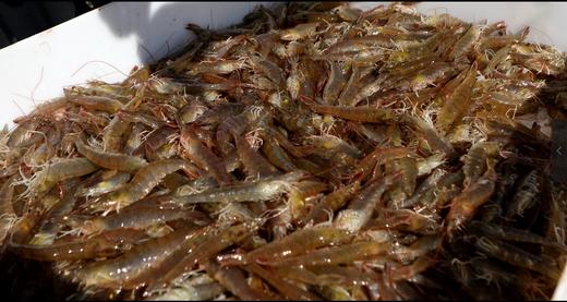 有机盐田虾，鲜甜、爽弹 商品图3