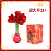【新年款】红花-日进斗金 超大号32+ 石蜡朱顶红（不用浇水） 商品缩略图0