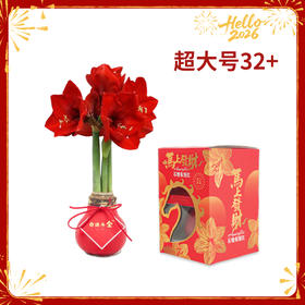 【新年款】红花-日进斗金 超大号32+ 石蜡朱顶红（不用浇水）