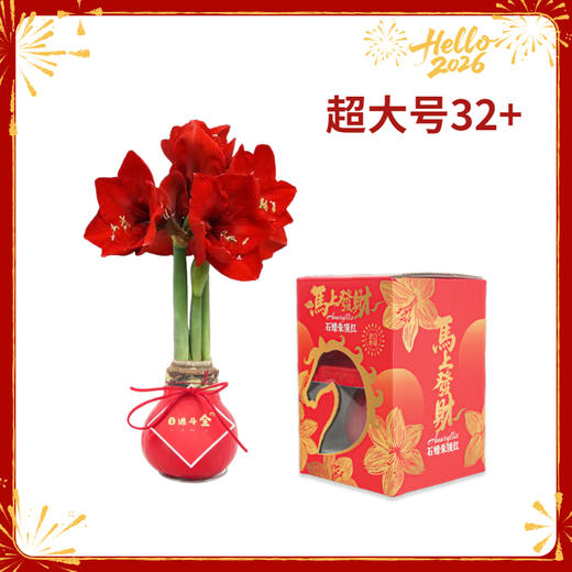 【新年款】红花-日进斗金 超大号32+ 石蜡朱顶红（不用浇水） 商品图0
