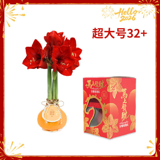 【新年款】红花-福禄双全 超大号32+ 石蜡朱顶红（不用浇水） 商品图0