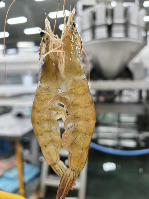 有机盐田虾，鲜甜、爽弹 商品图1