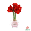 【新年款】红花-公主请发财 超大号32+ 石蜡朱顶红（不用浇水） 商品缩略图1