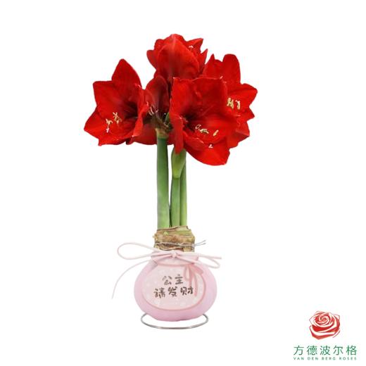 【新年款】红花-公主请发财 超大号32+ 石蜡朱顶红（不用浇水） 商品图1