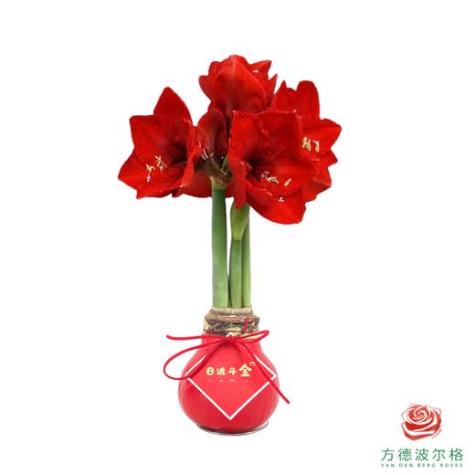 【新年款】红花-日进斗金 超大号32+ 石蜡朱顶红（不用浇水） 商品图1