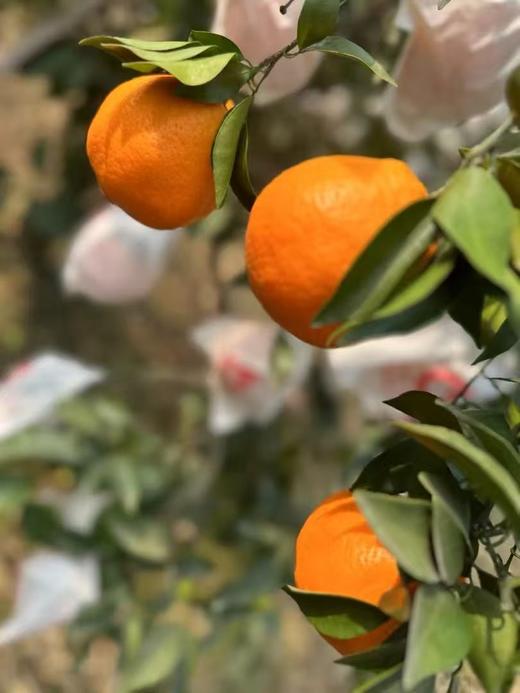 【严选】四川晚冬趣果 果园采摘直发耙耙柑4.5斤/8斤装  （厂家直发） 商品图2