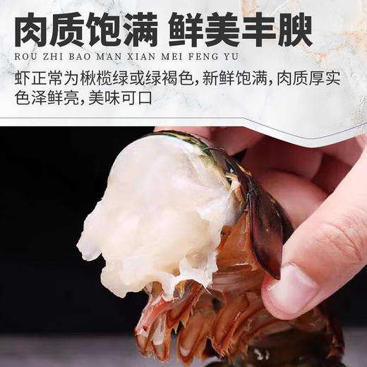 【渔礼记波士顿龙虾】深海洁净船捕速冻 锁住鲜美 餐桌畅享龙虾大餐（下单后3-4天发货） 商品图2