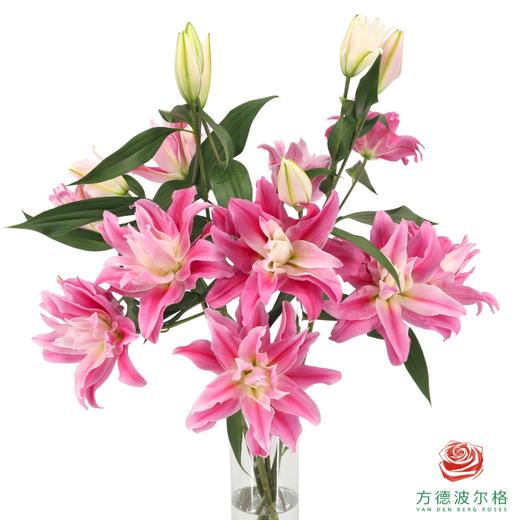 VDB百合-红丝带 5枝一扎 商品图0