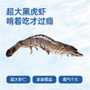 【渔礼记泰国活冻黑虎虾礼盒】壳薄肉嫩 晶莹剔透原装级品质大虾（2.5斤）（下单后3-4天发货） 商品缩略图2