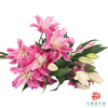 VDB百合-红丝带 5枝一扎 商品缩略图4