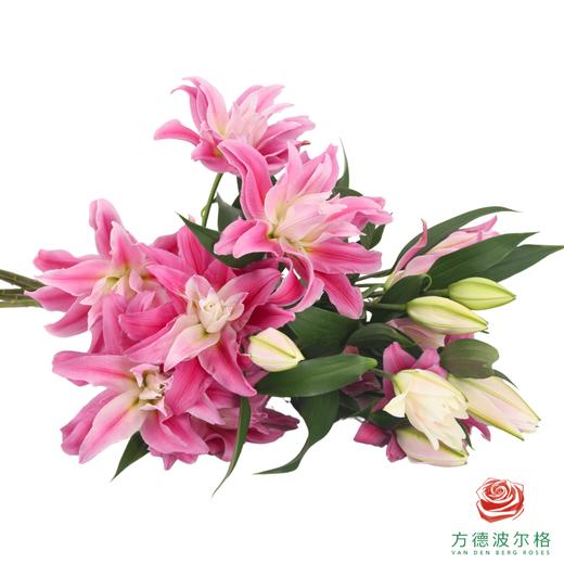 VDB百合-红丝带 5枝一扎 商品图4