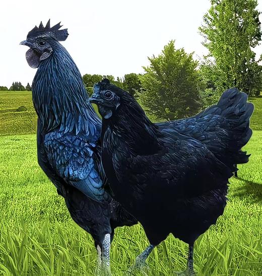 华绿御蛋宝鸡蛋 商品图0