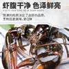 【渔礼记波士顿龙虾】深海洁净船捕速冻 锁住鲜美 餐桌畅享龙虾大餐（下单后3-4天发货） 商品缩略图1
