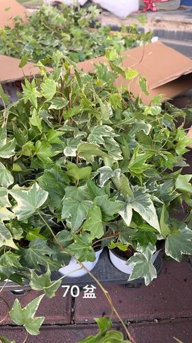 花叶常春藤小盆栽