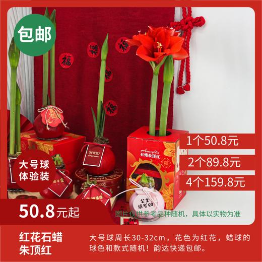 【新年款】大号球红花（球色和款式随机，盒子包装为新年款）石蜡朱顶红 韵达快递包邮 商品图0