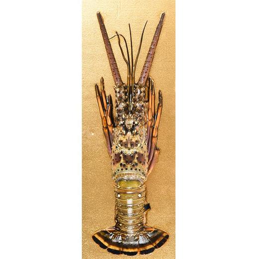 古巴龙虾300g/盒 龙运当头龙虾礼盒 商品图2