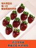 真红美玲黑草莓 商品缩略图9