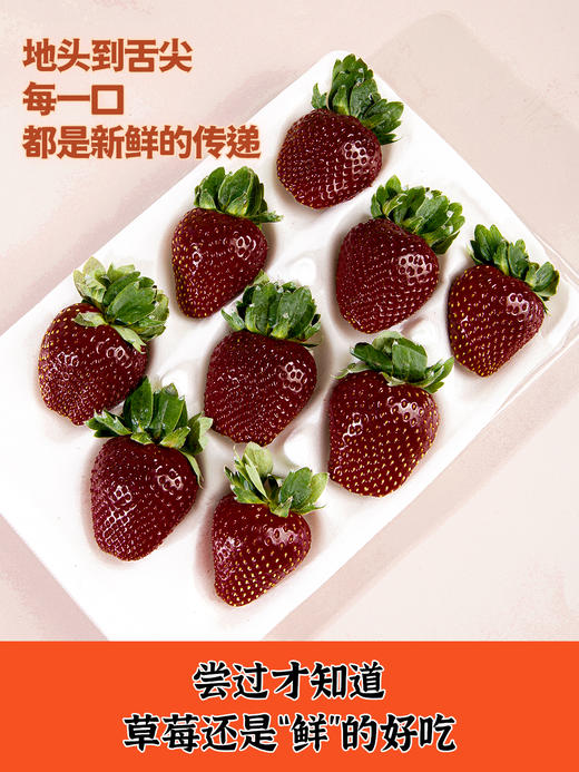 真红美玲黑草莓 商品图9