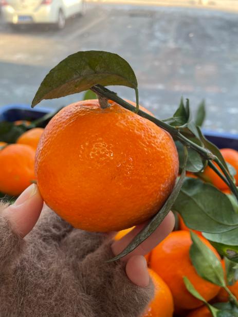 大众沃柑2斤 商品图2