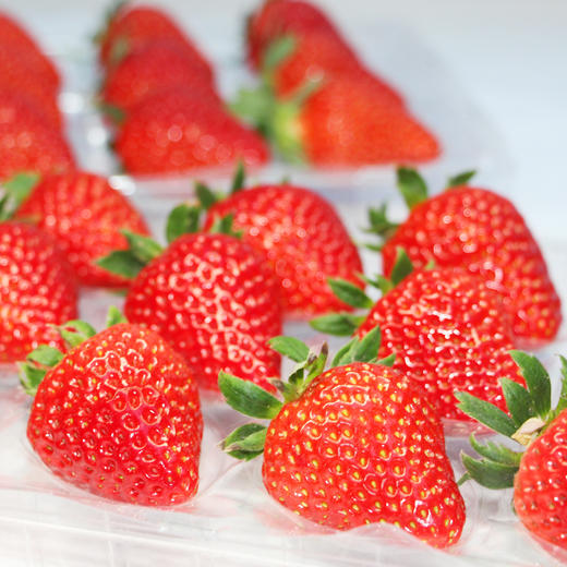 生态红颜草莓，下单后48小时左右发货，如遇天气不好，发货顺延 商品图1
