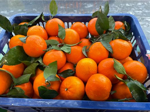 大众沃柑2斤 商品图1