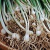 生态薤白（野葱/小根蒜） | 绿家自产*Ecological Longstamen Onion Bulb | In-House Production 商品缩略图0