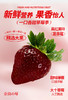 真红美玲黑草莓 商品缩略图8