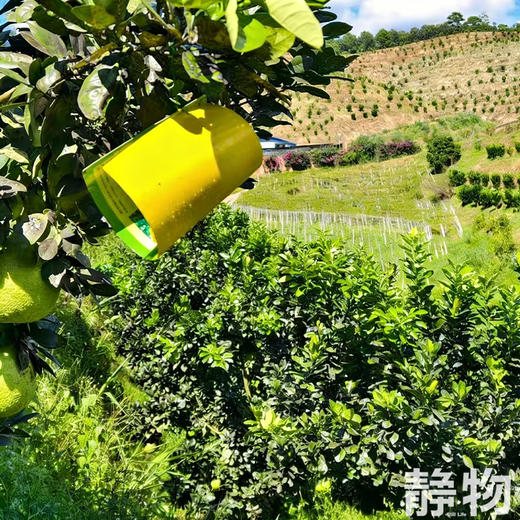 野放象宝柚｜云南普洱 商品图11