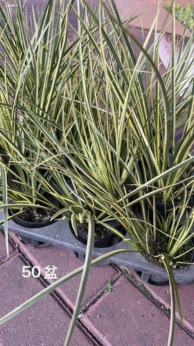 金凤凰菖蒲小盆栽