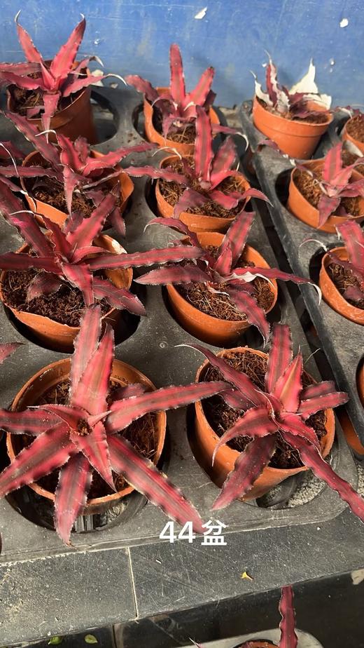 姬凤梨小盆栽 商品图0