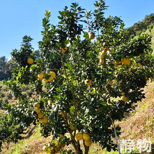 野放象宝柚｜云南普洱 商品图9