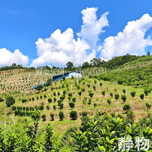 野放象宝柚｜云南普洱 商品图3