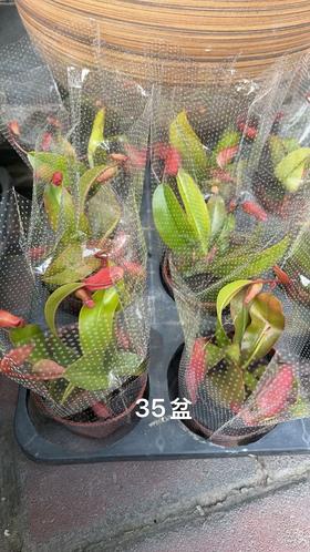 红玛丽小盆栽