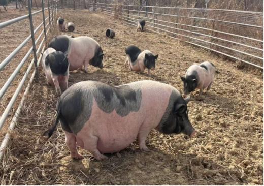 【直送到家】巴马香猪(半只)70斤 分割装 鲜肉冷链 ，脂肪不油腻，瘦肉不柴，吃起来柔软有弹性 商品图1