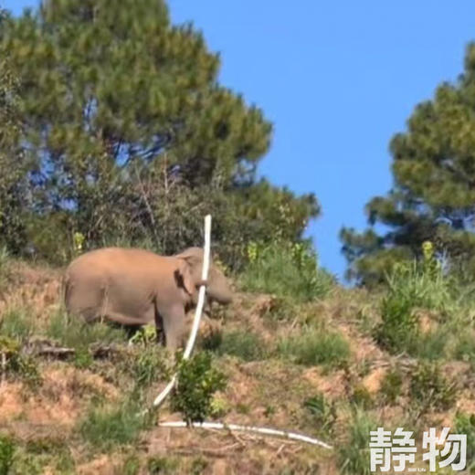 野放象宝柚｜云南普洱 商品图6