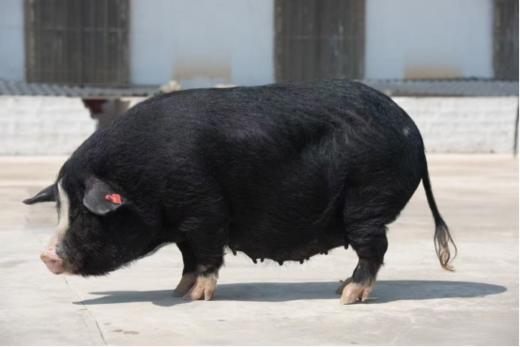 【直送到家】太湖六白猪(半只)70斤 分割装 鲜肉冷链 ，脂肪不油腻，瘦肉不柴，吃起来柔软有弹性 商品图2